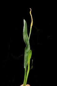 Image result for Ophioglossaceae