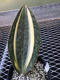 Ask a question forum→whale fin, sansevieria masoniana. Profil De Valentin B Baffert Valentinbbaffer Pinterest