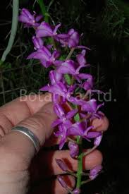 Image result for Raphia rostrata