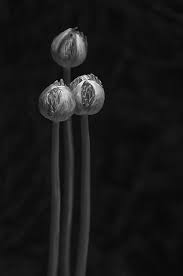 Free for commercial use no attribution required high quality images. An Elegant Monochrome Collection Of Plants Flowers Viewbug Com