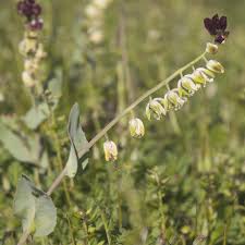 Image result for Congolanthus