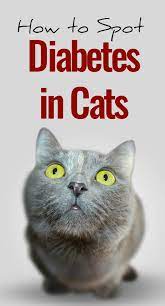 We did not find results for: Symptoms Of Diabetes In Cats Pbs Pet Travel