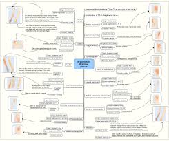 difference between dermatome and myotome definition