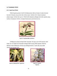 Results for nama saintifik orkid ungu translation from malay to english. Orkid Dendrobium