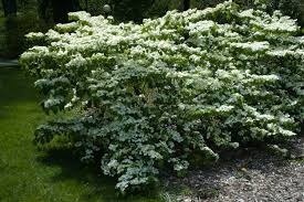Once you plant deer resistant trees and shrubs around your property, you'll be able to maintain your yard's good looks and will we hope you liked this guide to deer resistant shrubs. Landscape Plants Rated By Deer Resistance Home Lawn Ga Plants Landscaping Plants Shade Plants