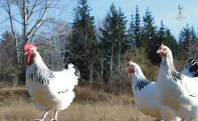Maybe you would like to learn more about one of these? Light Sussex Chicken Canada Grade Eh Farms