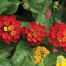 We did not find results for: 2 5 Qt Red Trailing Lantana Plant 91214 The Home Depot