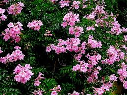 Image result for Podranea brycei