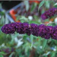 Image result for buddleia davidii