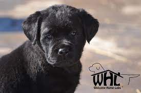 Current matches filter results (17). Labrador Puppies For Sale Mn Welcome Home Labs