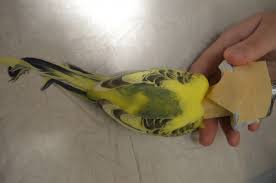 Bei genauem blick legen diese hühner zwar grüne eier, sind jedoch durch eine kreuzung mit araucana hühnern entstanden. Erkrankungen Der Buerzeldruese Wellensittich Blog Welli Net Fur Alle Die Wellensittiche Lieben