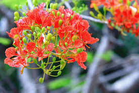 Image result for Fabaceae subfamily Caesalpinioideae