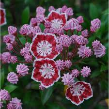 Minuet mountain laurel is an especially showy cultivar of the native mountain laurel species. Kalmia Latifolia Minuet Minuet Mountain Laurel Mountain Laurel Kalmia Latifolia Shrubs