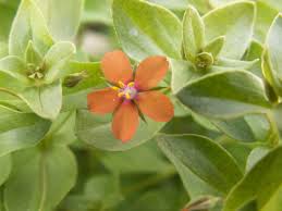 Image result for Anagallis kochii