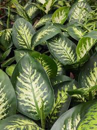 Image result for beautiful dieffenbachia