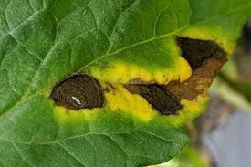 Image result for tomato seedling early blight