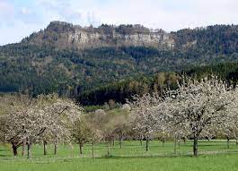 Here are my top five fruit trees. Orchard Wikipedia