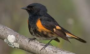 Black Bird With White Stripes On Wings And Tail American Redstart Bird Photo Wild Birds Bird Watchers
