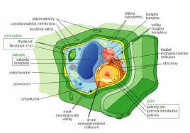 We think this is the most useful anatomy picture that you need. File Plant Cell Structure Cs Svg Wikipedia