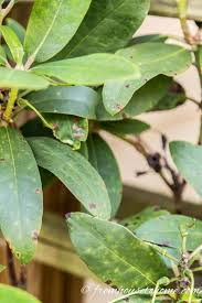 Pin On Garden Diseases