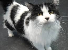 Avs equine medical and surgical hospital. At Home Veterinary Care 1833 Junwin Ct Tallahassee Fl Veterinarians Mapquest