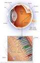 Retinal diseases - Symptoms and causes - Mayo Clinic