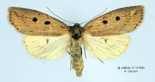 Image result for Chilodes maritima