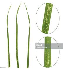 Image result for phytomyza gymnostoma