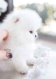 Nicknamed the little dog who thinks he can, pomeranian puppies may be small, but they make up for it with a big heart! Sugalvoti AtidÄ—kite Pritvirtinti Micro Pomeranian Puppies For Sale Comfortsuitestomball Com