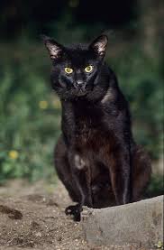 Melanistic Jungle Cat Black Felis Chaus Wild Cat Species Chausie Cat Cat Species