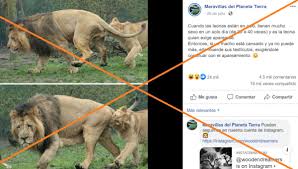 Enseguida se refiere a una nota del times que da cuenta de la extraordinaria historia de un tigre de zoológico que logró entrar a la jaula de un. Asi Piden Sexo Las Leonas Esto Pasa Si El Macho Se Cansa Canal 1