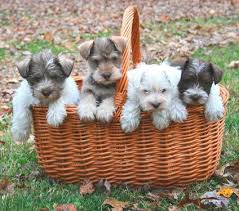 Black And White Parti Mini Schnauzer Pin By Laura Boudreau On Lovable Furry Friends Mini Schnauzer Puppies Schnauzer Puppy Cute Dogs