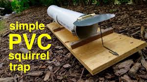 How To Make A Humane Pvc Squirrel Trap That Works Rabbit Traps Rat Traps Mouse Traps