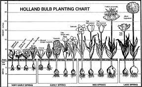Bulb Planting Specific To Holland But Looks Like All The Stuff I Want To Plant Planting Bulbs Garden Bulbs Fall Plants
