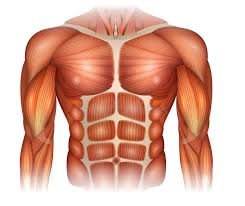 The torso is kind of tilted back and the pectoralis majors are sitting up on top of that rope kids. Muscles Of The Torso Stock Vector Illustration Of Chest 123574769