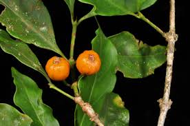 Image result for Pyrostria