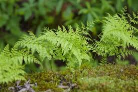 It is characterised by shiny triangular fronds and distinctive root stalks. Genus Davallia Inaturalist Ca