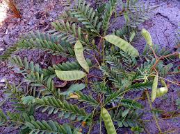 Image result for Entada arenaria