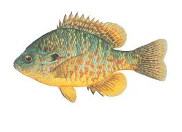 types of sunfish in north america