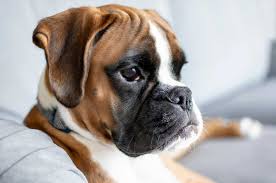 Boxer Breeders The Best Places To Buy Your Boxer Puppies