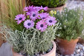 Image result for Osteospermum