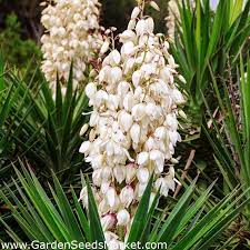 Yucca Adam S Needle Seeds Yucca Filamentosa 20 Seeds Garden Seeds Market Free Shipping