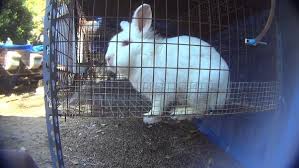 They are pedigree and are ready to go now. 83 Rabbits Rescued From Rotten Breeders Peta2