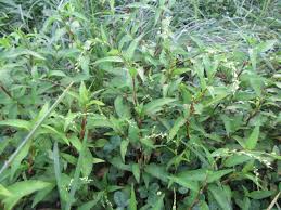 Image result for Persicaria barbata