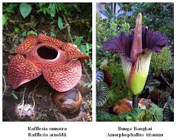Jika di lihat dari jenisnya ini pasti dapat diketahui. Gambar Bunga Bangkai Dan Bunga Raflesia Gambar Bunga