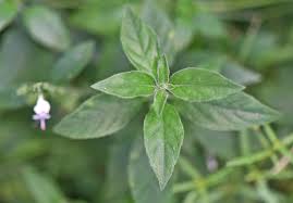 Image result for Hypoestes forskaolii