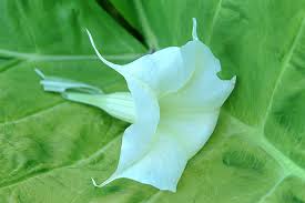 .hous plants , green butterfly leaf plant , modern green tropical plant , large green house plants , free house plants , big strawberry plant , flower. Lloyd Wolf Photographer A Large White Flower On A Large Green Leaf