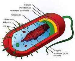 Noticias De Microbiologia Prokaryotic Cell Eukaryotic Cell Cell Parts
