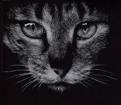 Black And White Animal Drawings Realistic Welcome To The Home Of Portraits If You Thought That You Had Joined The Best Group For Animal Portraiture Black Paper Drawing Pencil Portrait Portrait Drawing