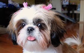 Check spelling or type a new query. 70 Most Popular Shih Tzu Names